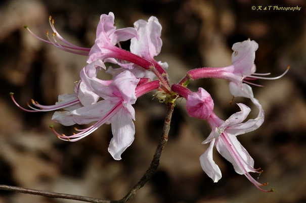 {Rhododendron periclymenoides}